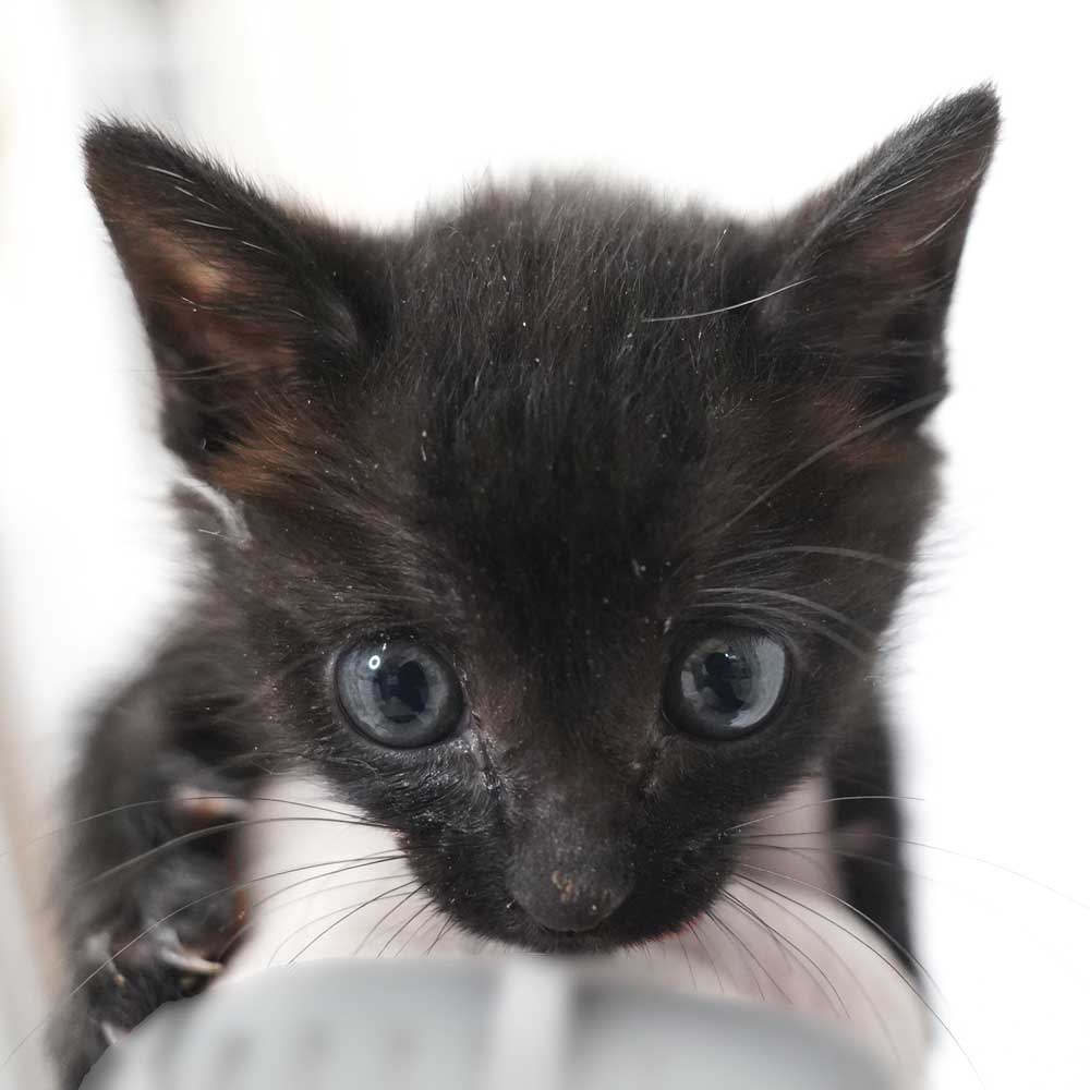 2024年5月3日入所の黒2匹兄弟の②黒の男の子（黄首輪）