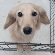 里親様決まりました。