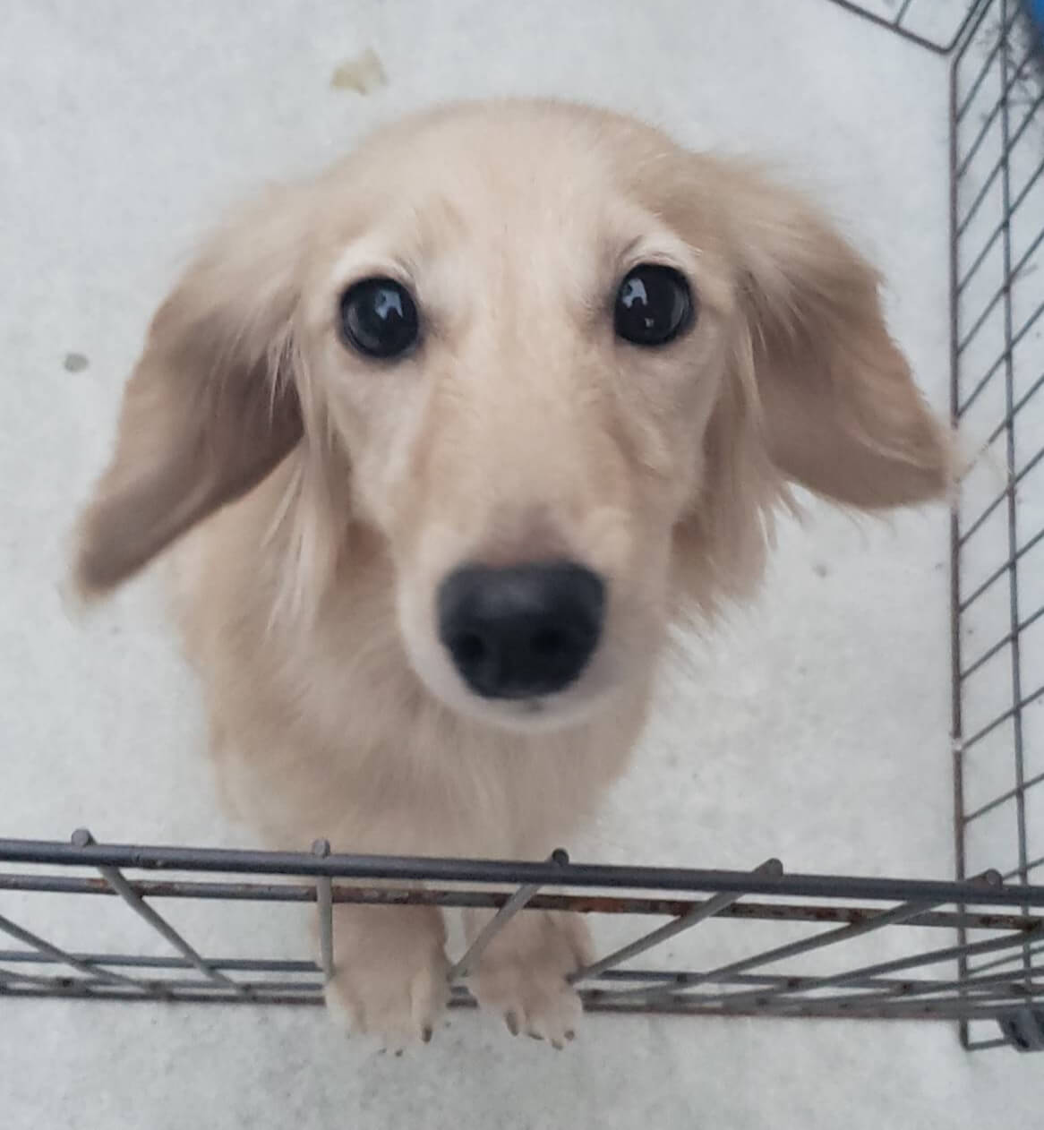 里親様決まりました。