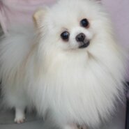 里親様決まりました。