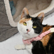 【譲渡決定】たま：下半身不随だけど毎日成長中！