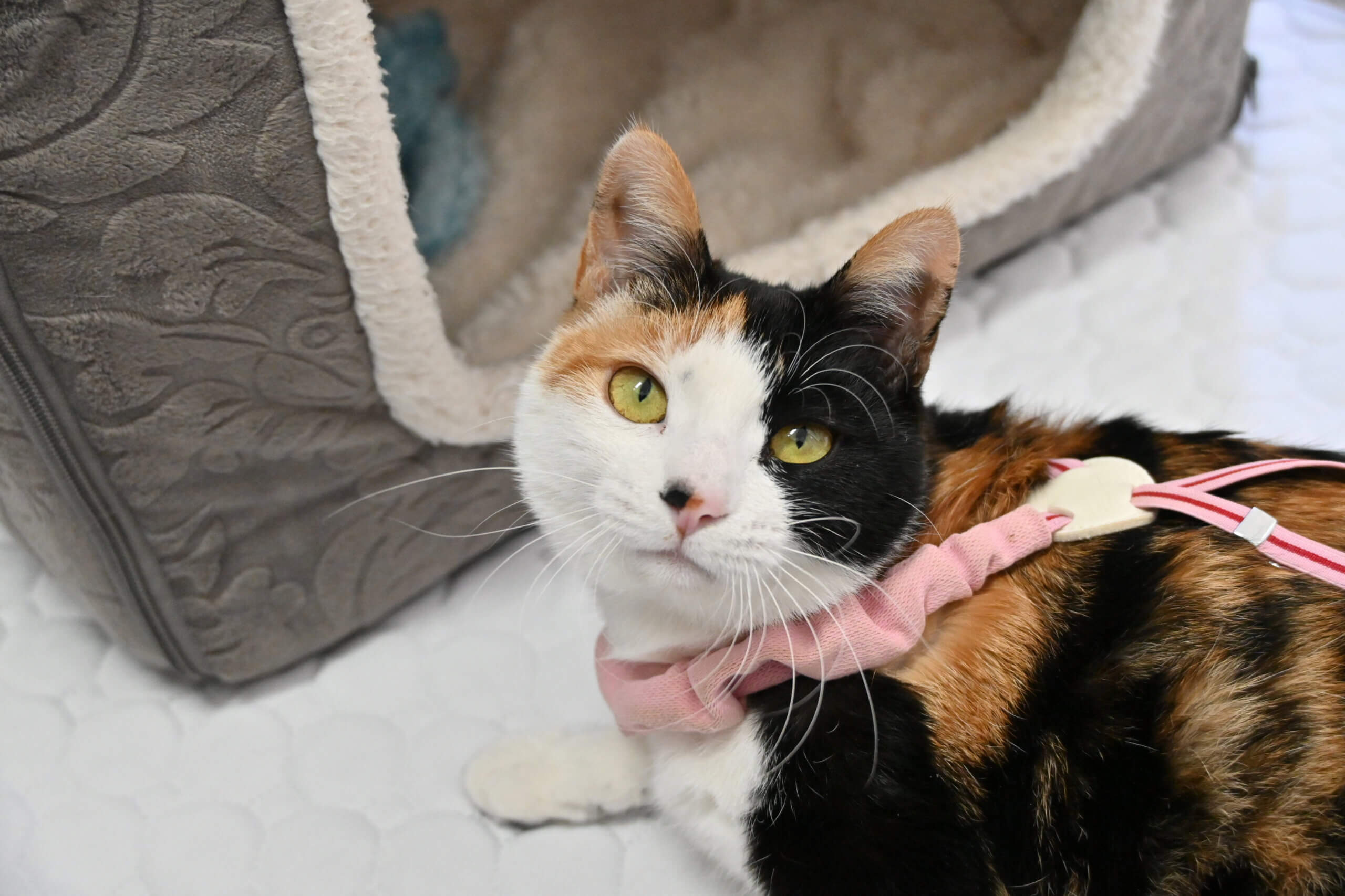 【譲渡決定】たま：下半身不随だけど毎日成長中！