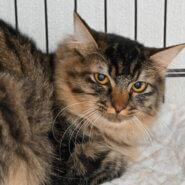 【譲渡決定】 シーナ：おしとやかなモフ美女