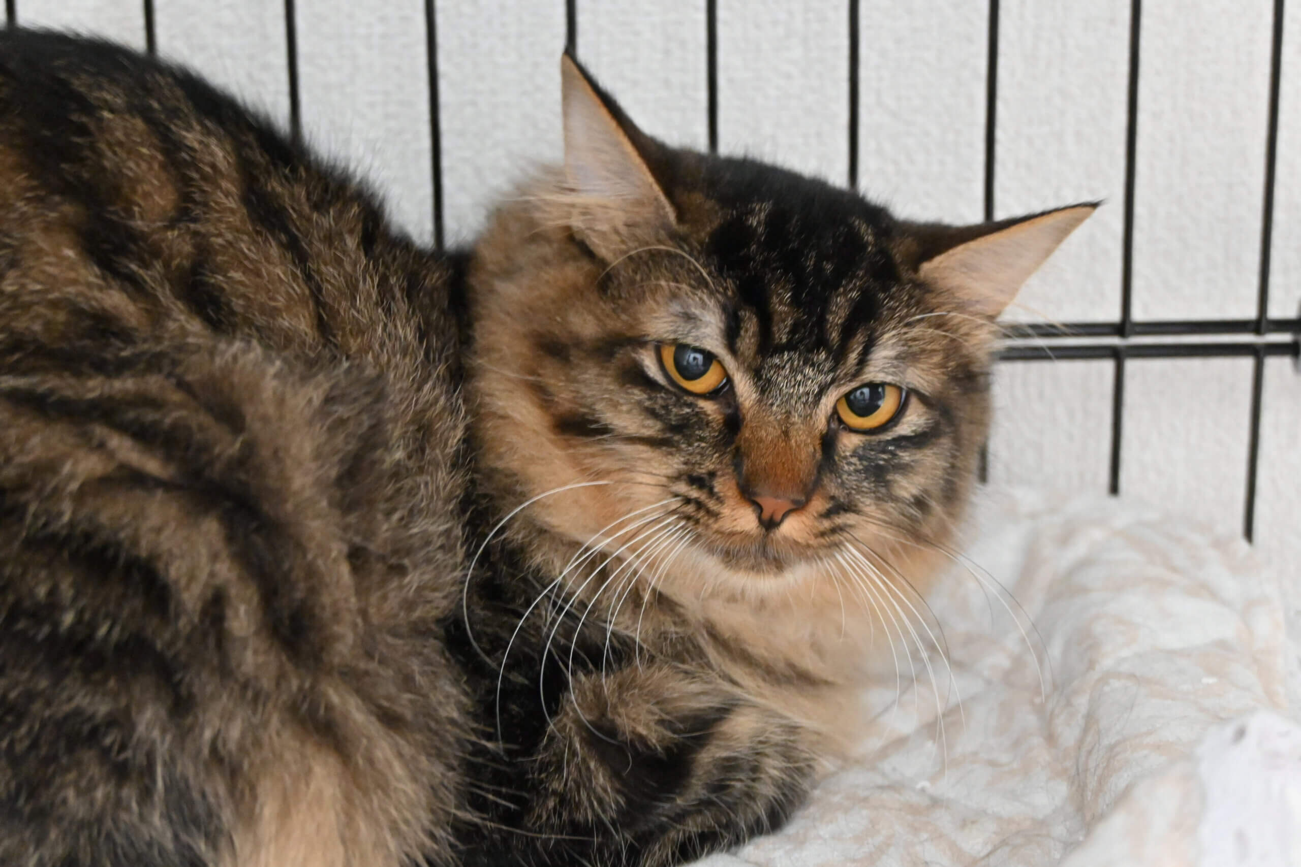 【譲渡決定】 シーナ：おしとやかなモフ美女