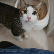 【正式譲渡】いつ：三度の飯より人が好き！大好き！