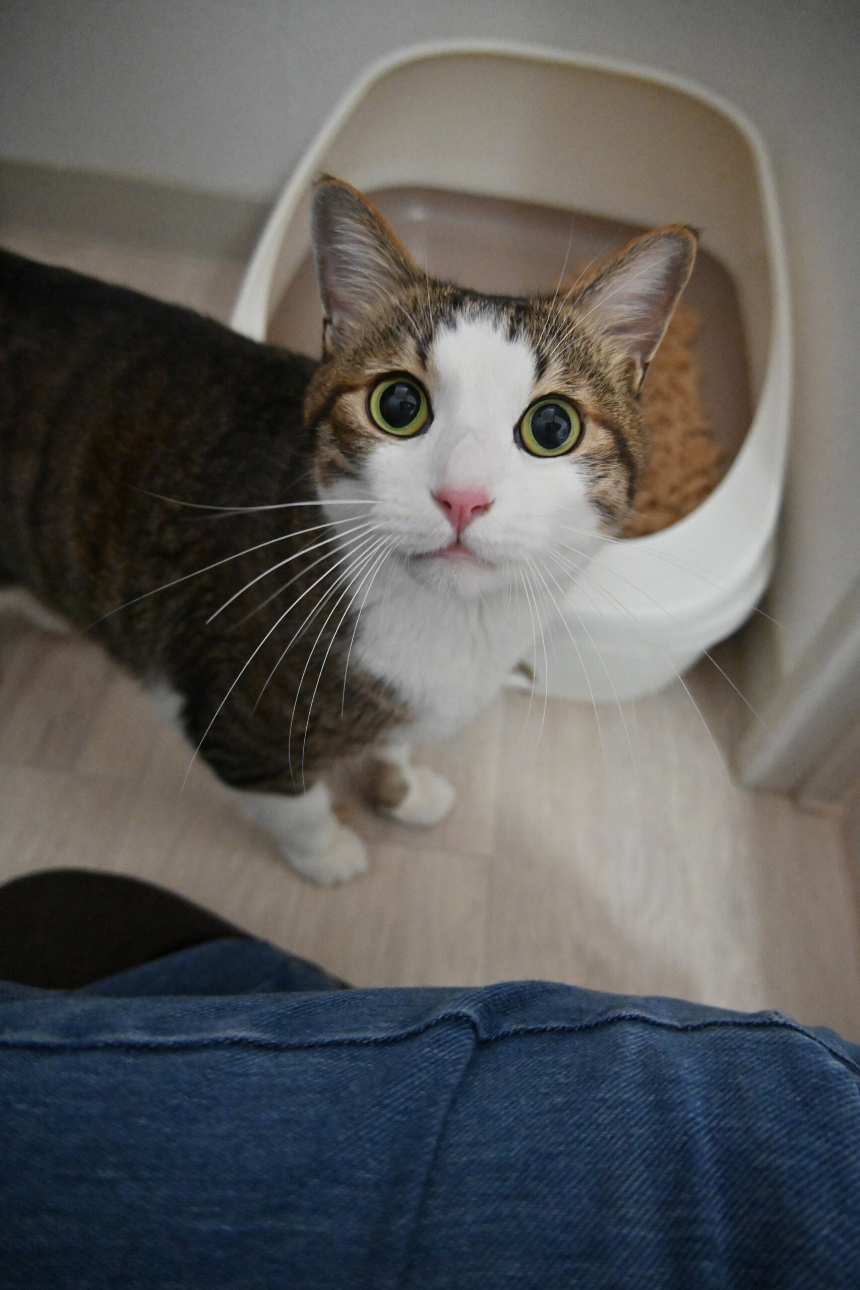 【正式譲渡】いつ：三度の飯より人が好き！大好き！