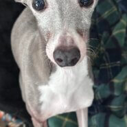 （決まりました）大急ぎ！イタグレ女の子4歳