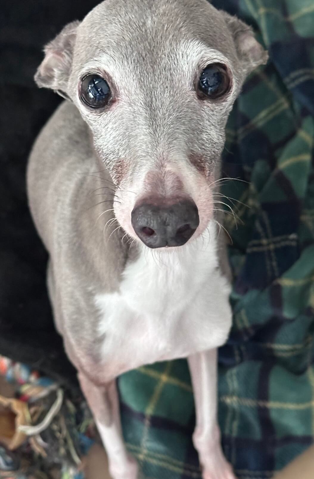 （決まりました）大急ぎ！イタグレ女の子4歳