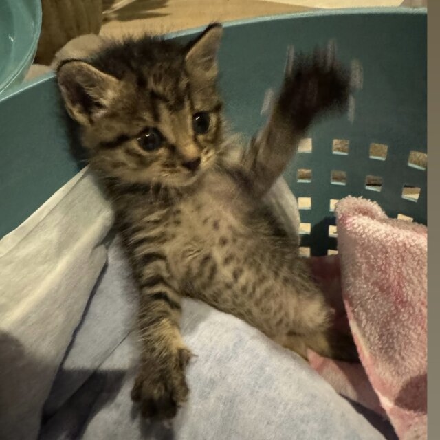 子猫の譲渡まで預かりボランティア