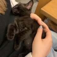 【譲渡決定】あお：物おじせず爆睡する大物子猫