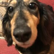 大急ぎ！ダックス女の子６歳