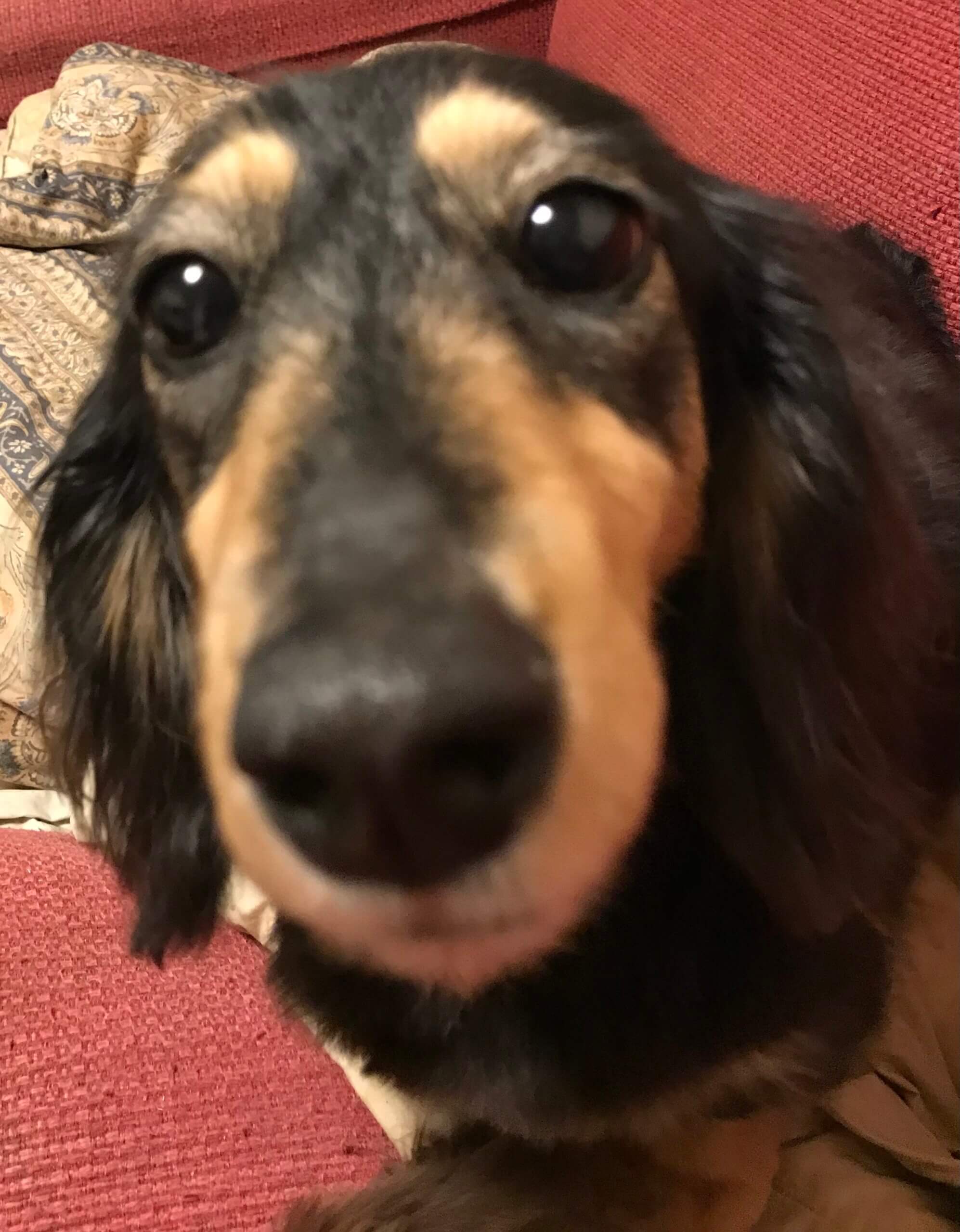 大急ぎ！ダックス女の子６歳