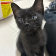 【譲渡決定】 ちぐさ：やんちゃ娘！