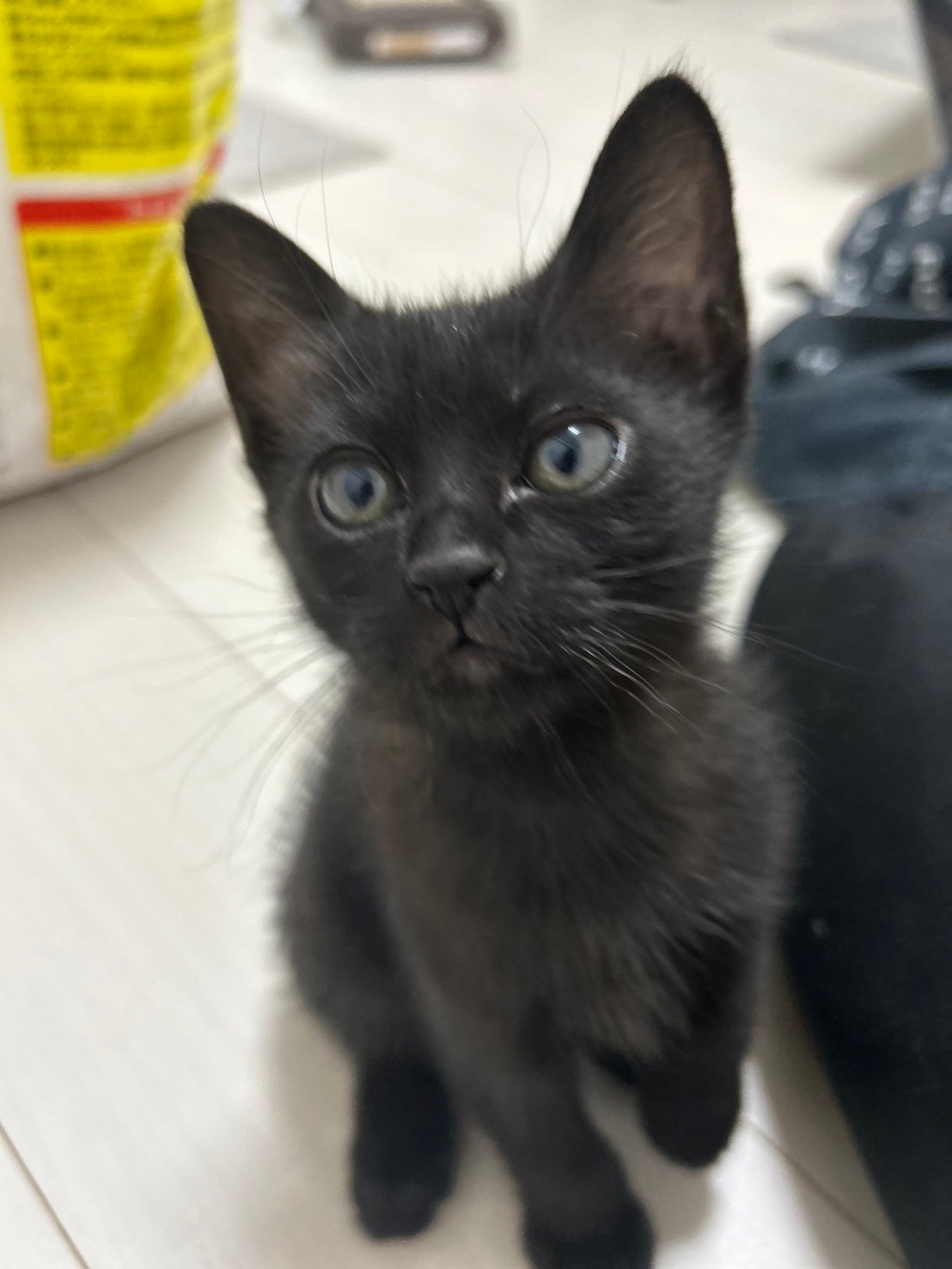 【譲渡決定】 ちぐさ：やんちゃ娘！