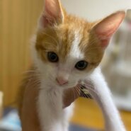 2ヶ月茶白の男の子