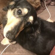 緊急募集！！ダックス