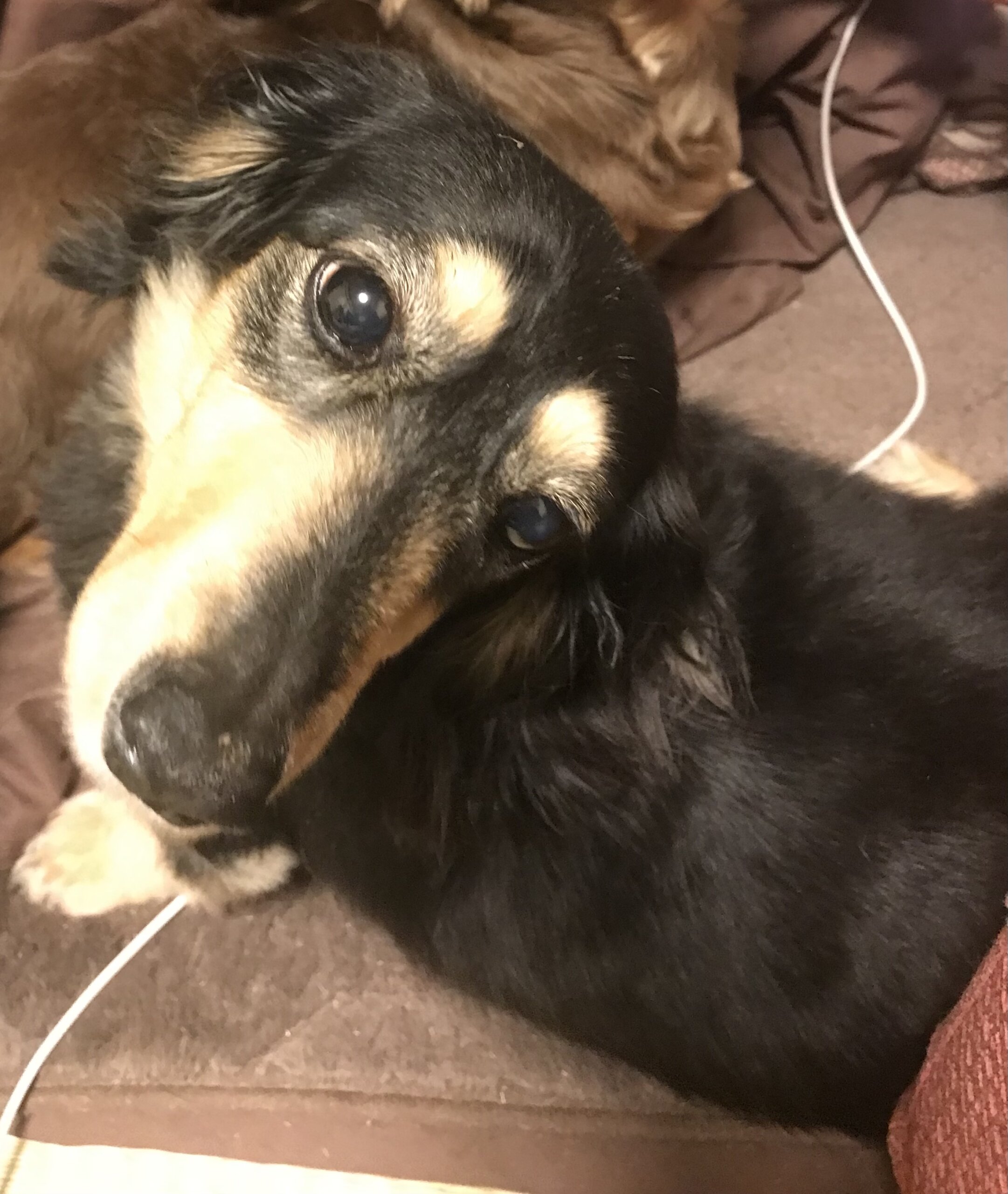 緊急募集！！ダックス