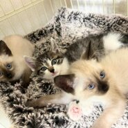 in春日井市☆子猫が沢山！保護猫をオウチに迎えよう☆2024年6月29日（土）～ 非営利団体「ちーむ にゃいんず」