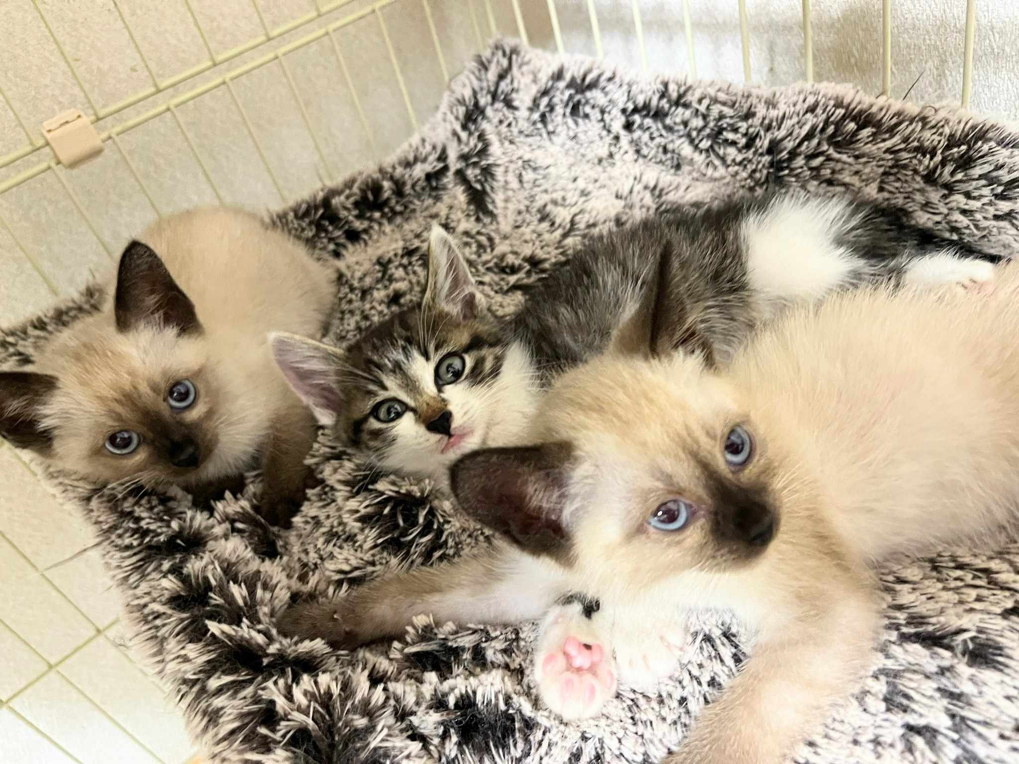 in春日井市☆子猫が沢山！保護猫をオウチに迎えよう☆2024年6月29日（土）～ 非営利団体「ちーむ にゃいんず」