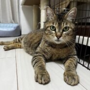 ひかり：人も大好きの元ママ猫