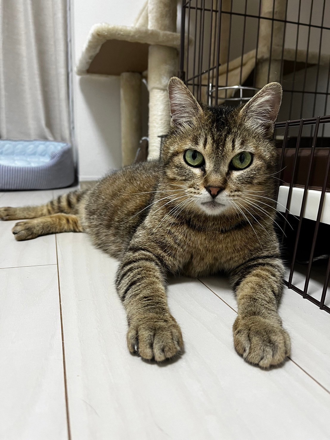 ひかり：人も大好きの元ママ猫