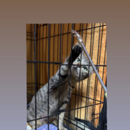 保護猫の一時預かりボランティア募集！