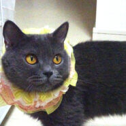 おだやかで甘えた♪ブリティッシュ♪ユラちゃん１歳半