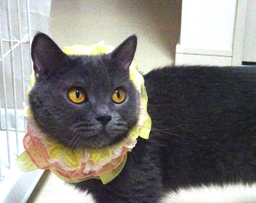 おだやかで甘えた♪ブリティッシュ♪ユラちゃん１歳半