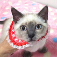 なれなれ短足シャム柄♪青い目★ネネちゃん３ヵ月弱