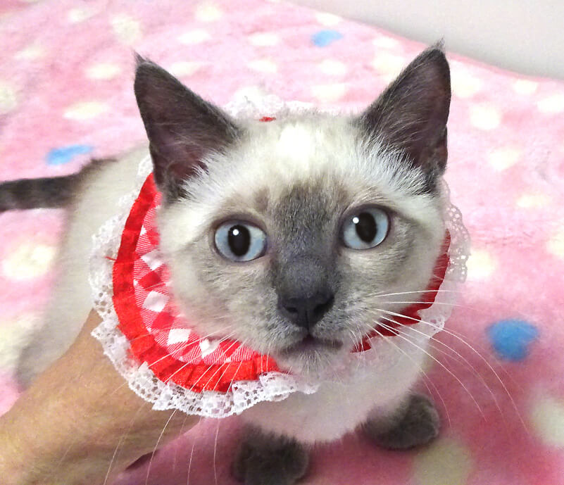 なれなれ短足シャム柄♪青い目★ネネちゃん３ヵ月弱