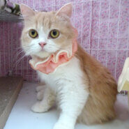 連続左フックパンチ！求む！理解ある人★シャーロット １歳