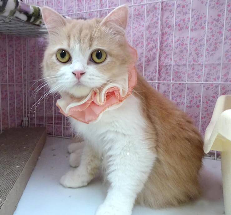 連続左フックパンチ！求む！理解ある人★シャーロット １歳