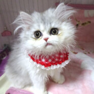 おちゃめで甘えた♪ミヌエット★モエちゃん2ヵ月半