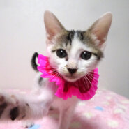 乳飲み子から育てた♪白キジ★チイちゃん ２ヵ月