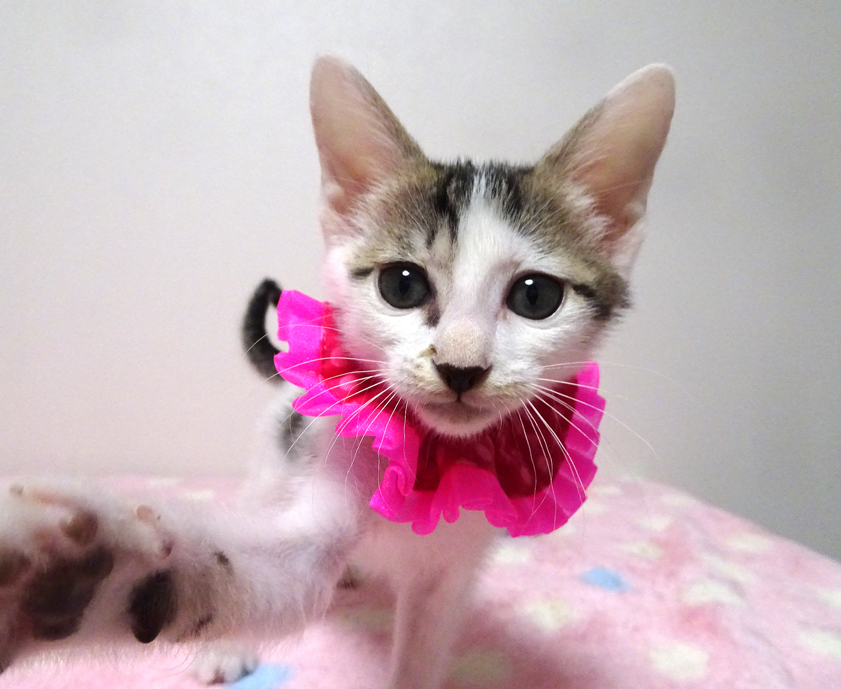 乳飲み子から育てた♪白キジ★チイちゃん ２ヵ月