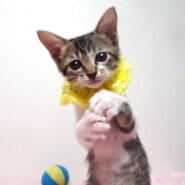 乳飲み子から育てた♪キジ白★ユイちゃん ２ヵ月