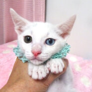 なれなれ♪幸運のオッドアイ★アポロくん２ヵ月