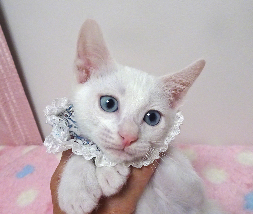 なれなれ♪青い目★ペガくん２ヵ月