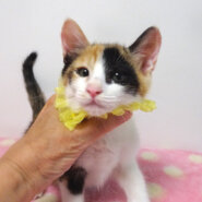 乳飲み子から育てた♪三毛姉妹♪ポピーちゃん ２ヵ月