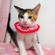 乳飲み子から育てた♪三毛姉妹♪メルちゃん ２ヵ月弱