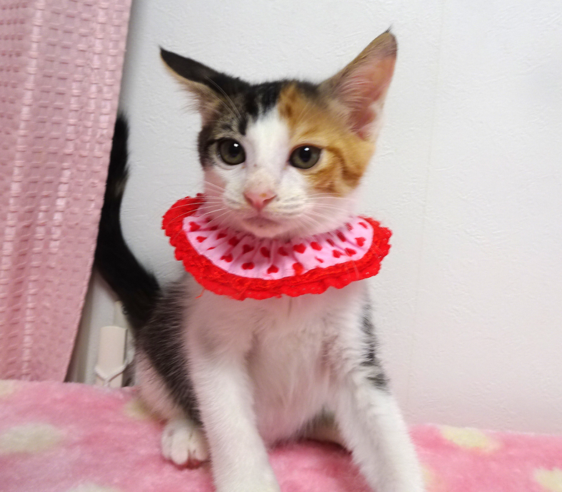 乳飲み子から育てた♪三毛姉妹♪メルちゃん ２ヵ月弱