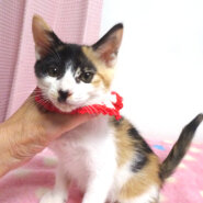 乳飲み子から育てた♪三毛姉妹♪ベルちゃん ２ヵ月