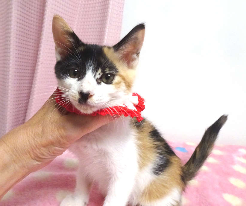 乳飲み子から育てた♪三毛姉妹♪ベルちゃん ２ヵ月