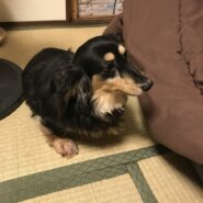 大急ぎ！！ブラクリダックス女の子