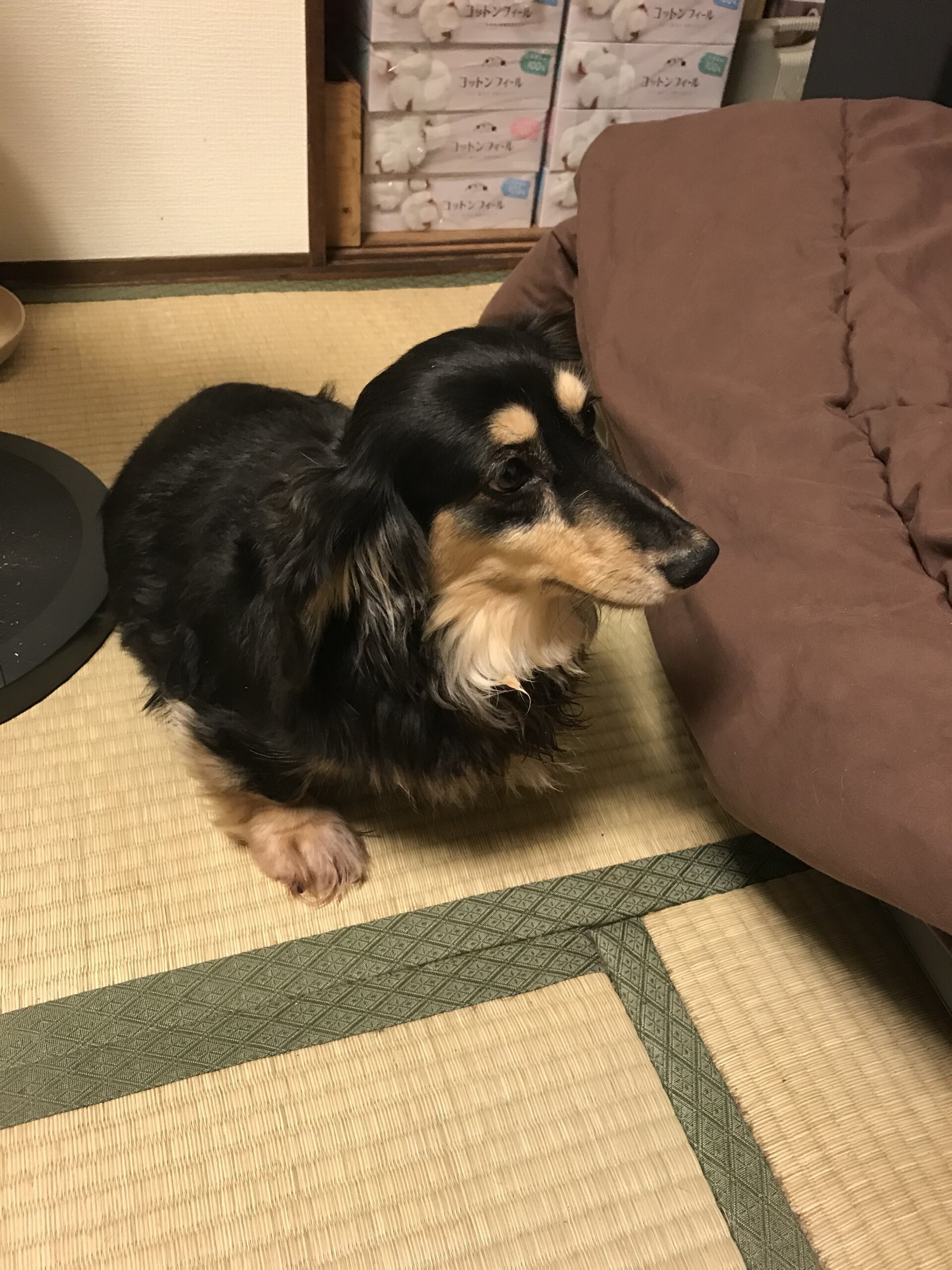 大急ぎ！！ブラクリダックス女の子