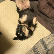 大大急募！！ダックス女の子