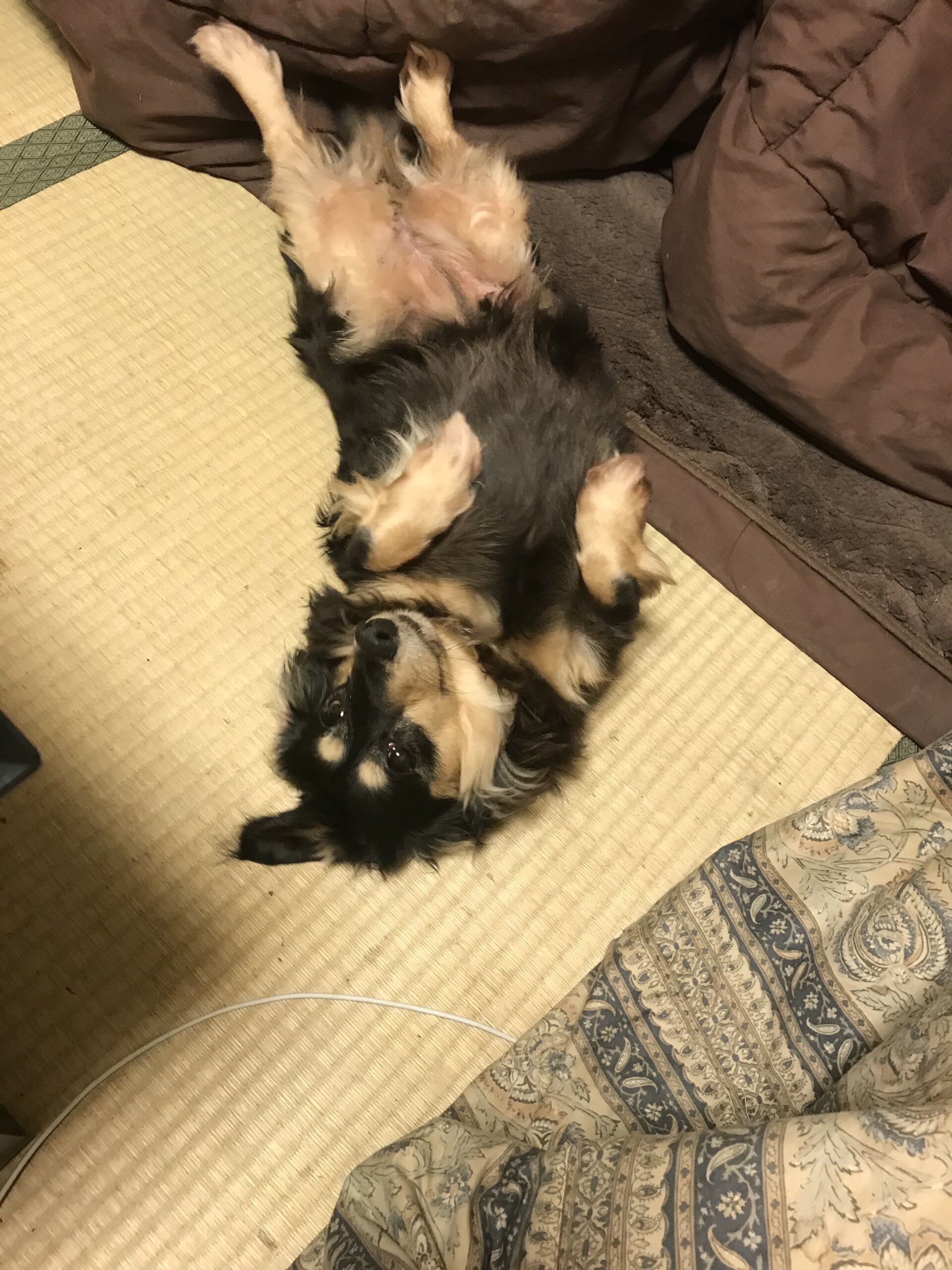 大大急募！！ダックス女の子