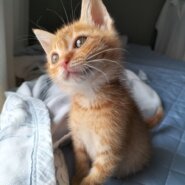 起立！！芸達者なとらちゃん