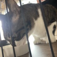 こまち:6歳のメス(雑種)