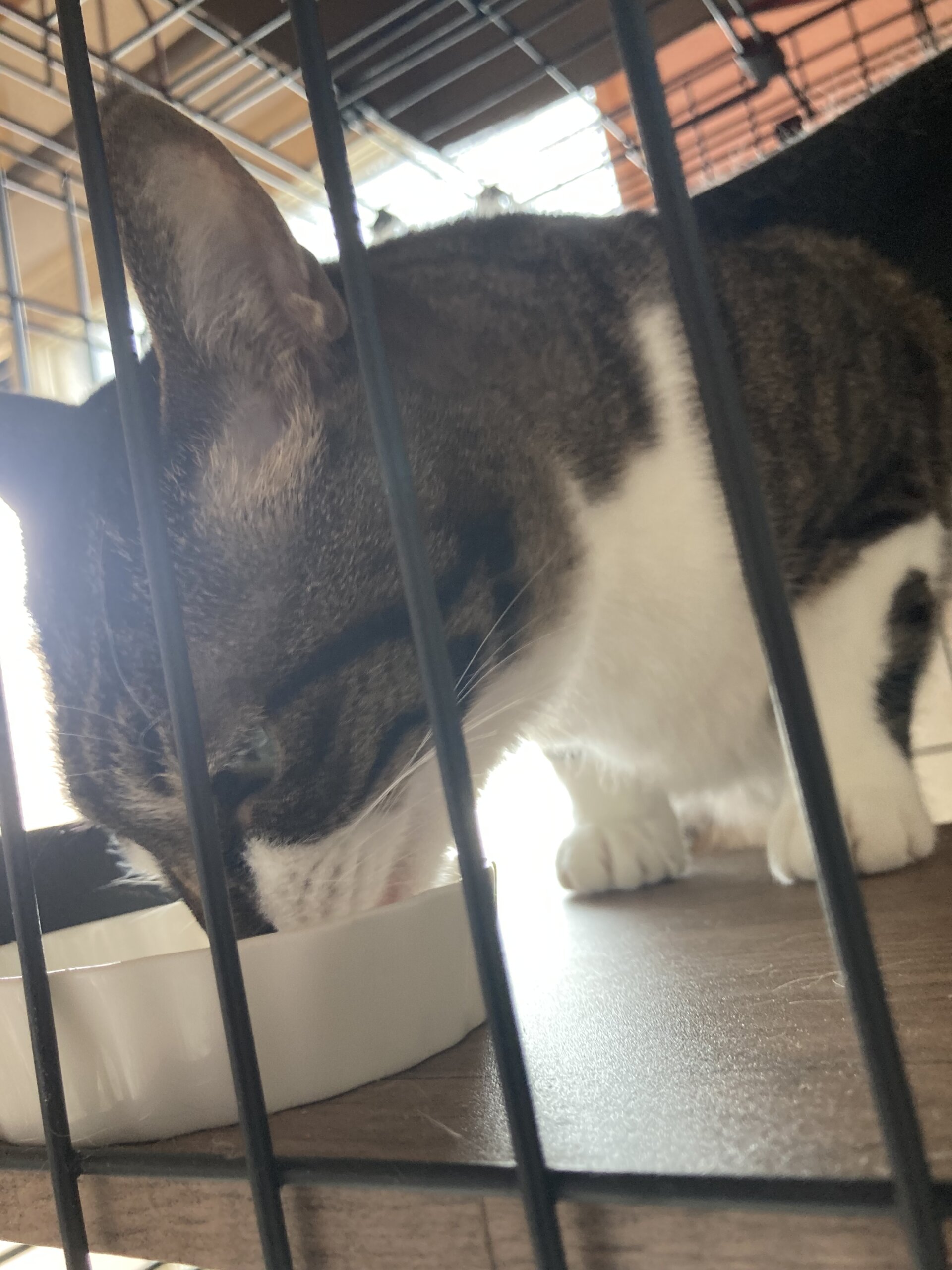 こまち:6歳のメス(雑種)